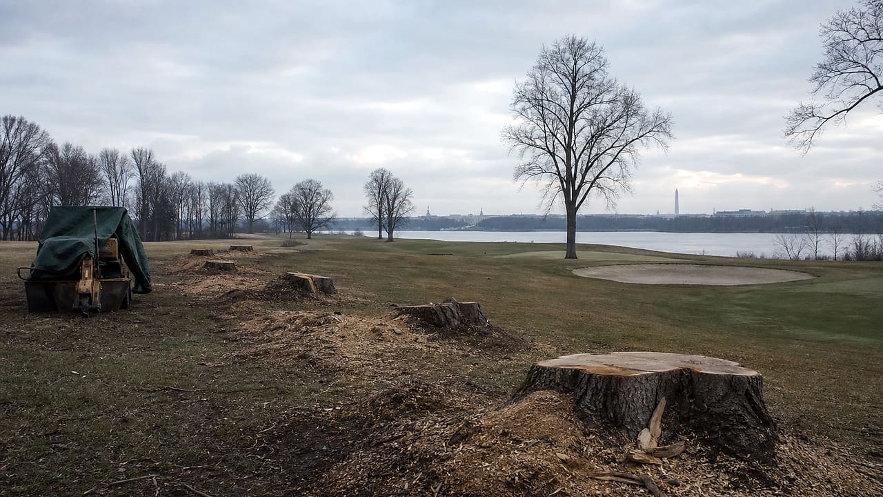 Fresh stumps and wood chips line an empty riverside public golf course beside a tarp-covered stump grinder.